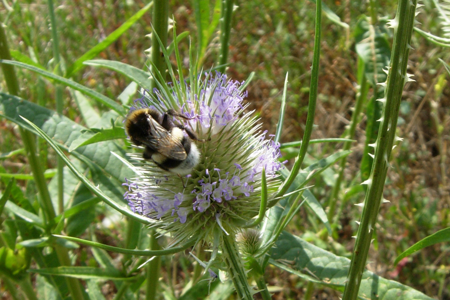 Aiuto per identificazione bombi